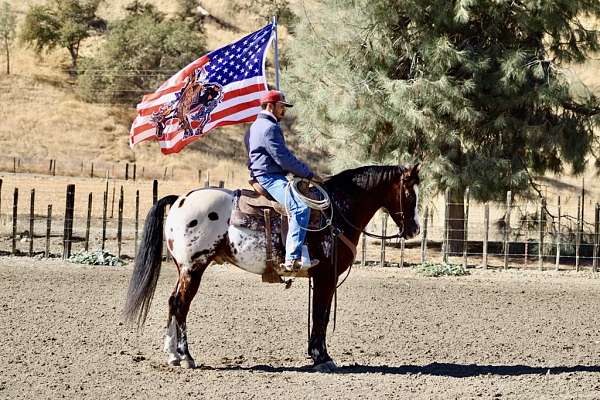 trail-quarter-horse