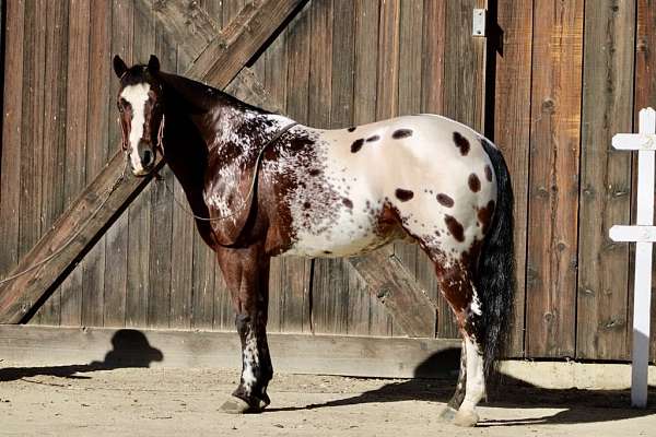 amazing-quarter-horse