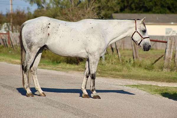 grey-none-horse