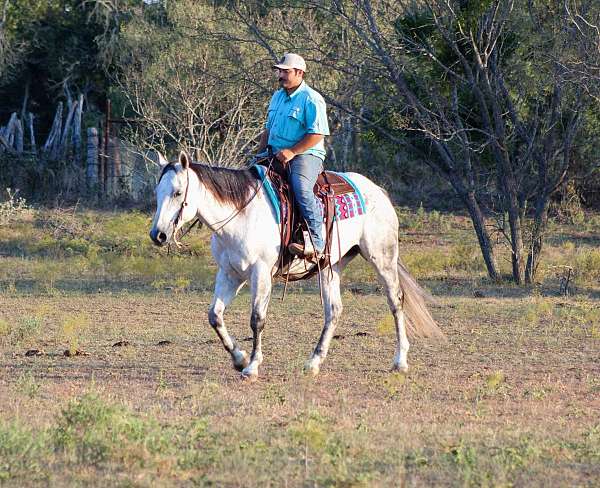 ranch-work-quarter-horse