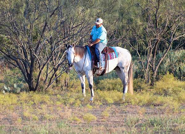 beginner-safe-quarter-horse