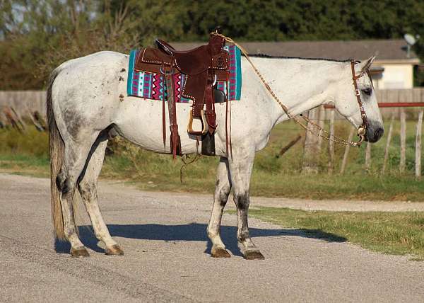 trail-quarter-horse