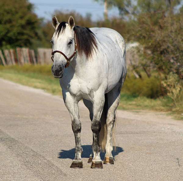 beginner-quarter-horse