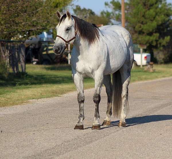 experienced-quarter-horse