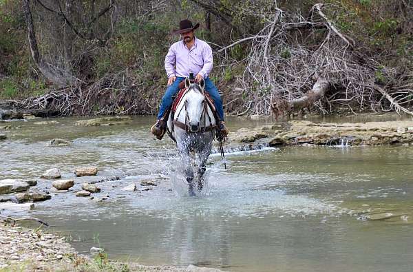 husband-safe-quarter-horse