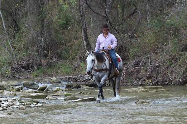 kid-safe-quarter-horse