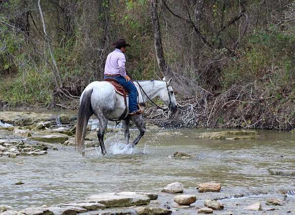 ranch-quarter-horse