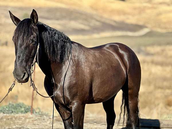 ranch-work-quarter-horse