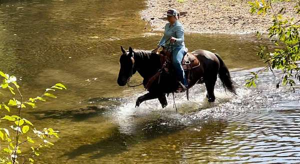 flashy-quarter-horse