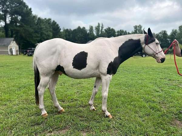 quarter-horse-gelding