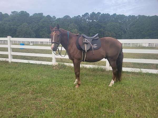 cute-mover-quarter-pony