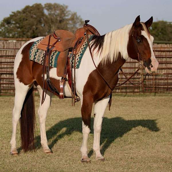 beginner-safe-quarter-horse