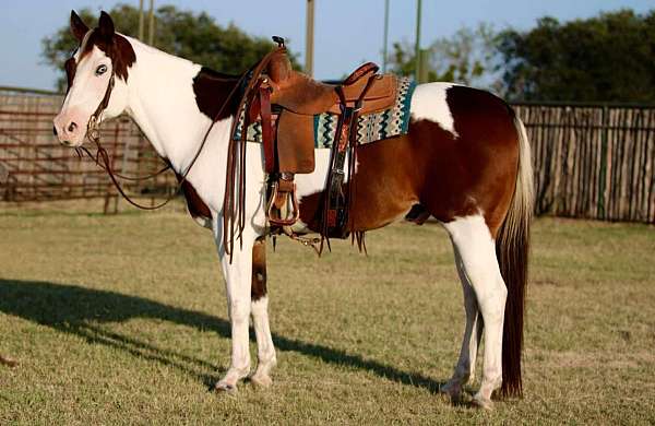 ranch-work-quarter-horse