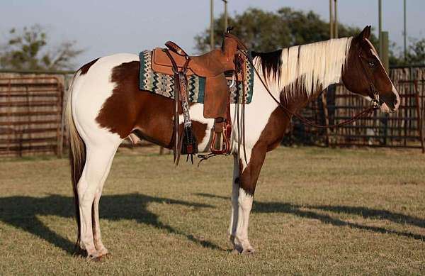 family-horse-quarter