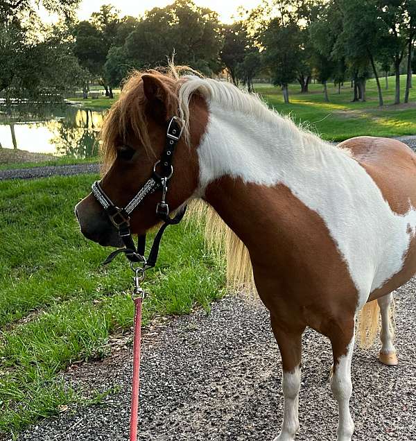 therapy-arabian-miniature-horse