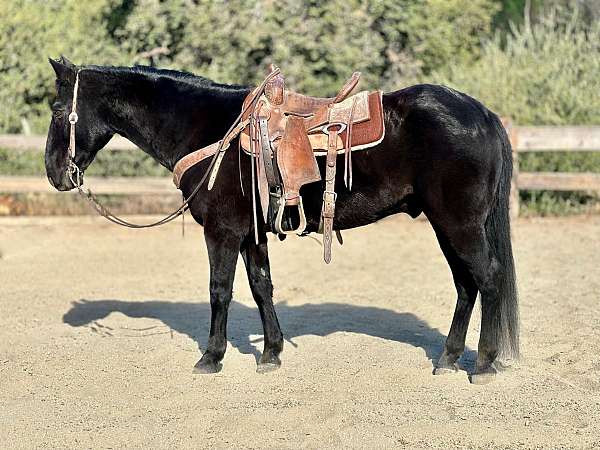 quarter-horse