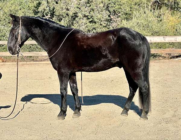 beginner-safe-quarter-horse