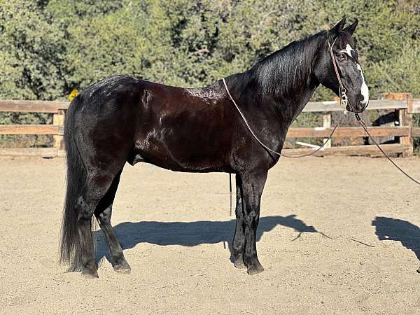 black-blaze-horse