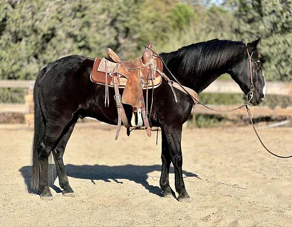 ranch-work-quarter-horse