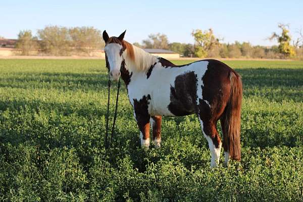 black-blaze-horse