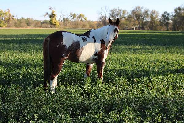 quarter-horse