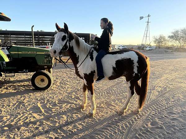 ranch-work-quarter-horse