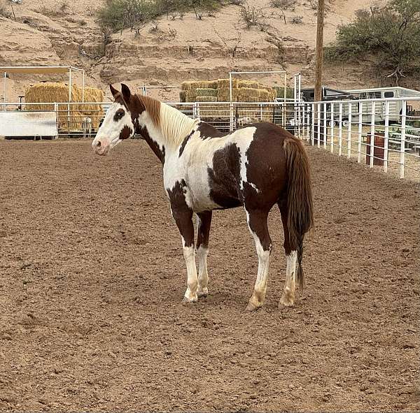 beginner-safe-quarter-horse