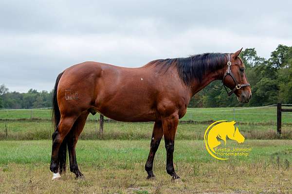 small-star-white-on-right-hind-horse