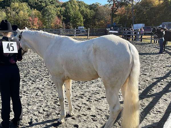 quarter-horse-for-sale