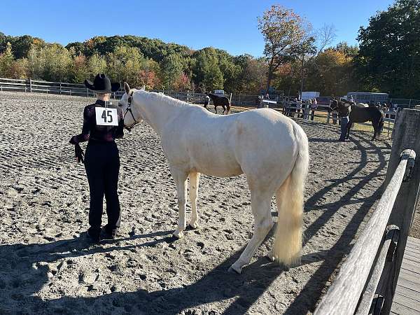 quarter-horse-gelding