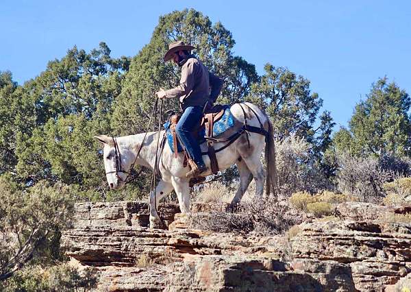 ranch-work-quarter-horse