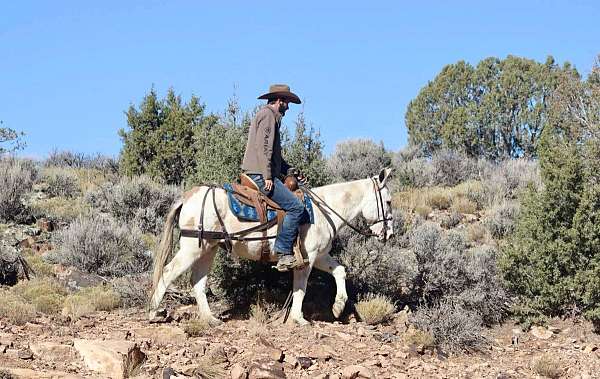 beginner-safe-quarter-horse