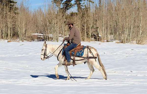 all-around-quarter-horse