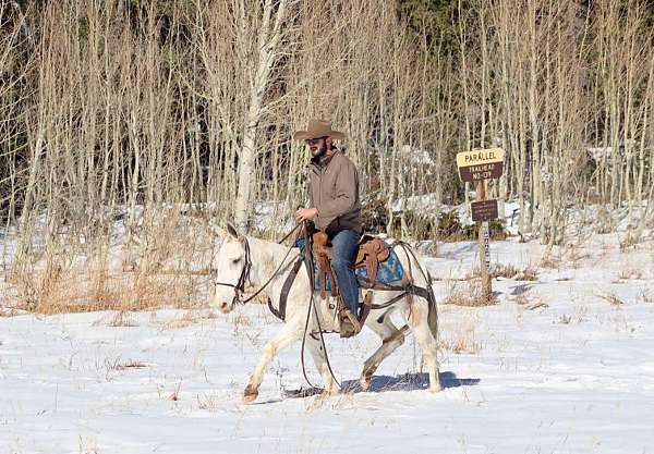 athletic-quarter-horse