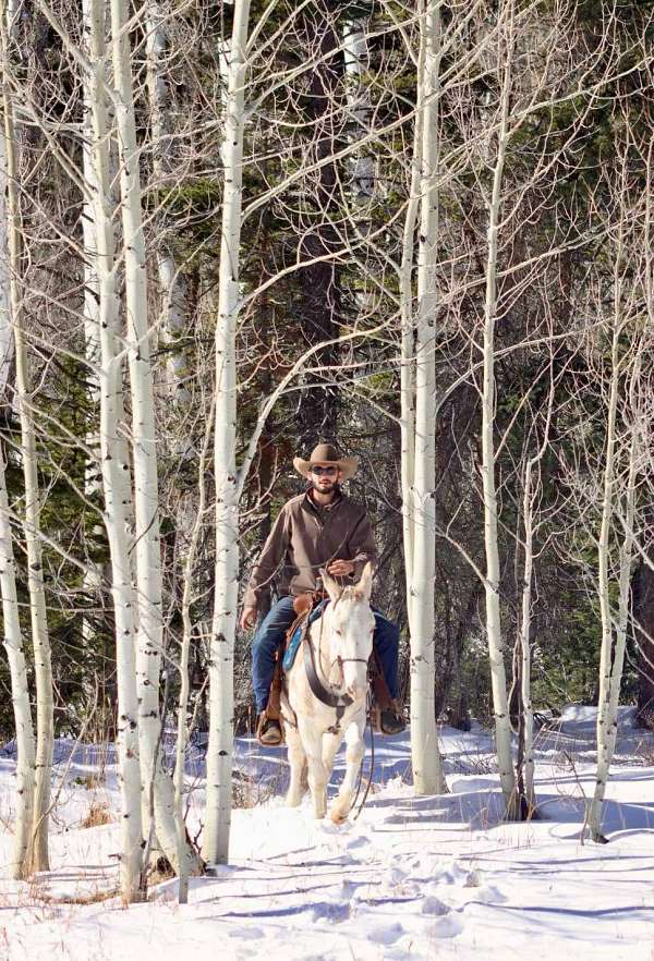 husband-safe-quarter-horse