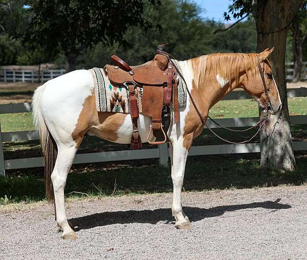 tobiano-horse