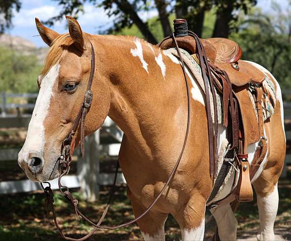 chestnut-tobiano-horse