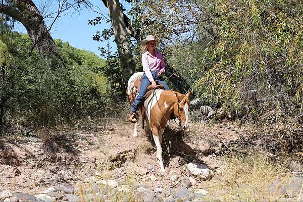 beginner-safe-quarter-horse