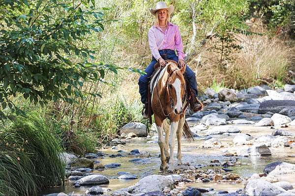 ranch-work-quarter-horse