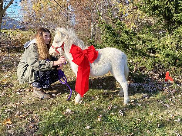 all-around-miniature-horse