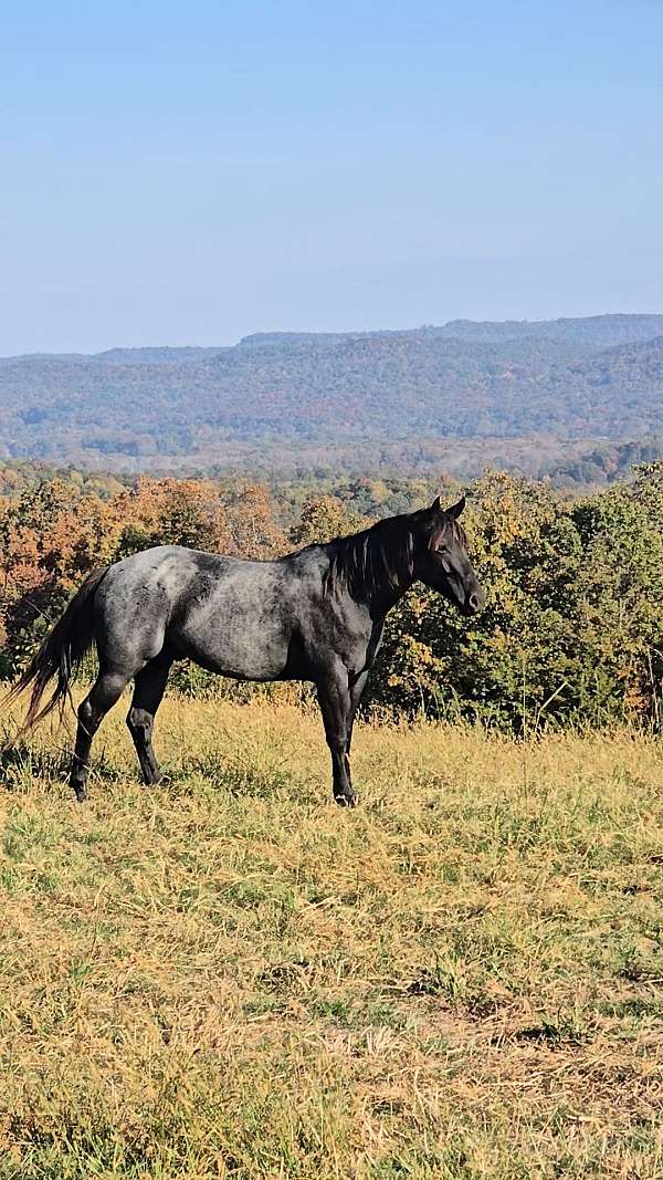 blue-roan-roan-finished-roping-horse