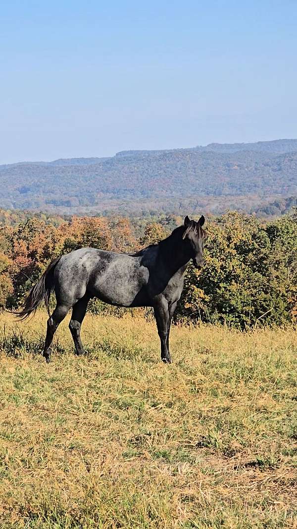 finished-roping-gelding