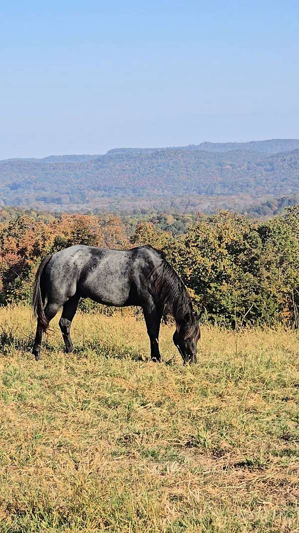 quarter-horse-gelding