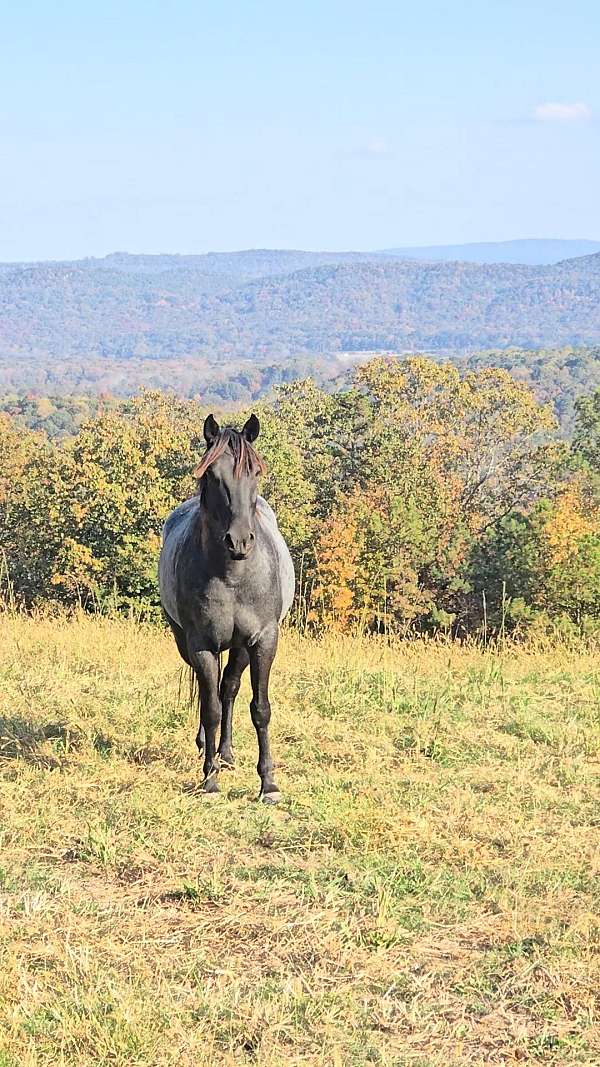 quarter-horse-for-sale