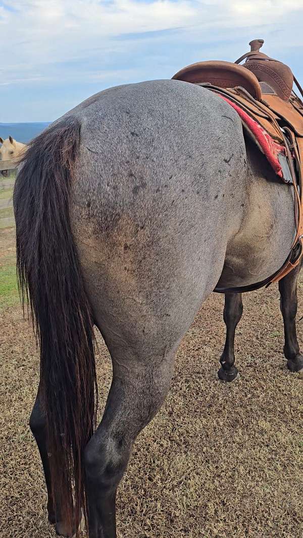 blue-roan-roan-aqha-gelding