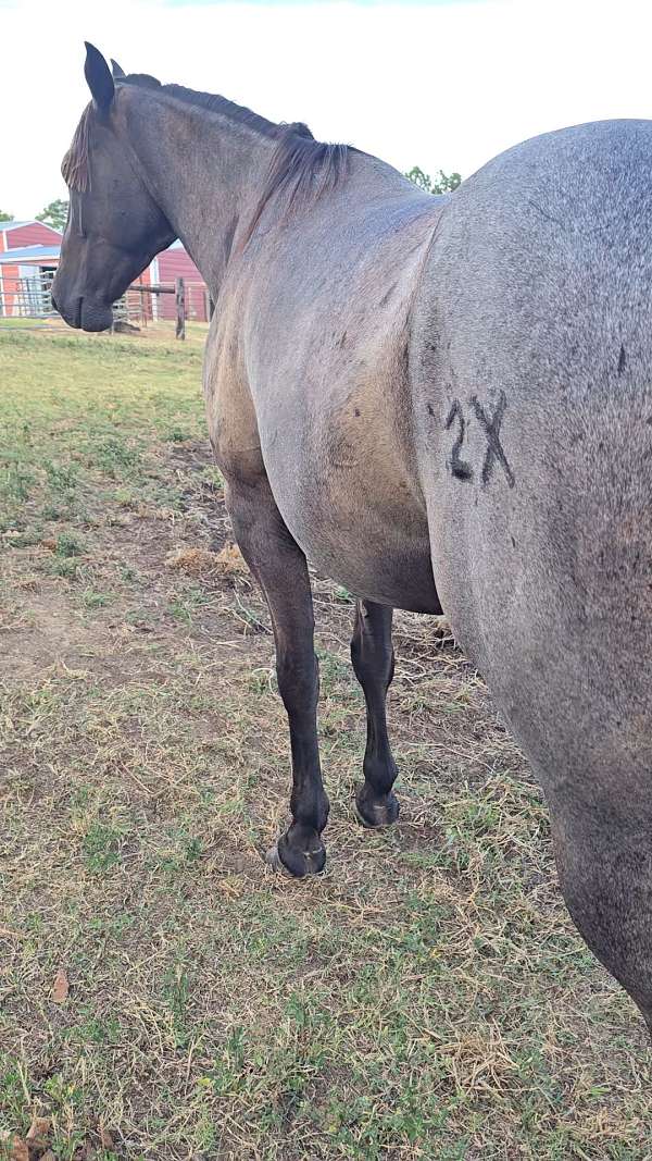 blue-roan-roan-aqha-horse