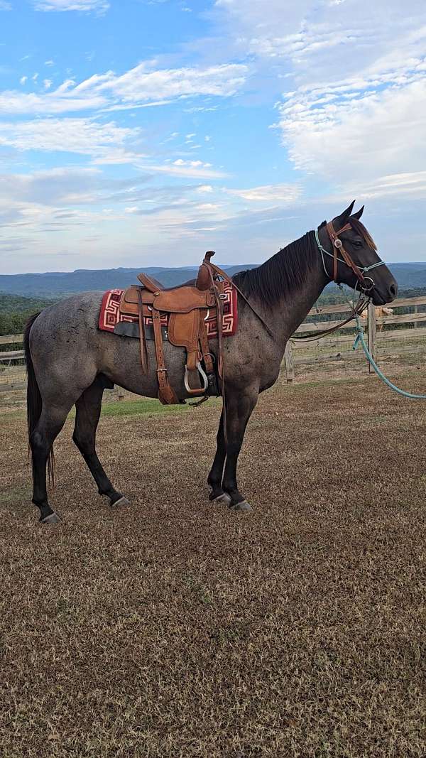 blue-roan-roan-gelding-for-sale