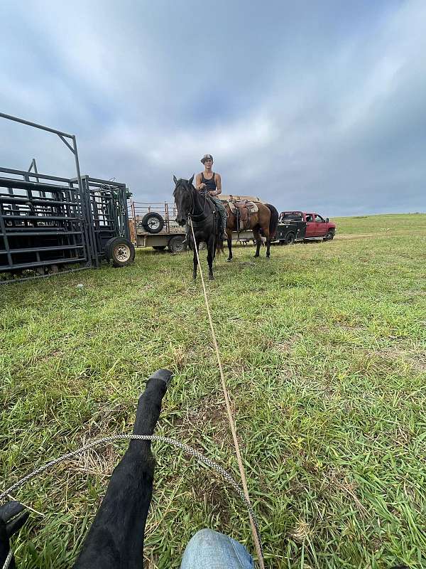 aqha-gelding