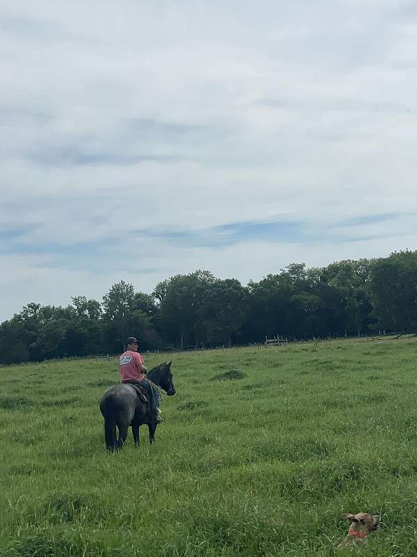 aqha-horse