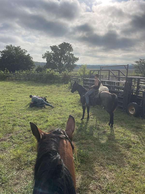 blue-roan-roan-gelding